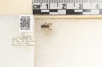 Media type: image;   Entomology 775871 Aspect: Labels
